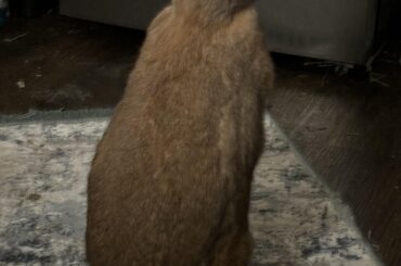 Is that a bag of carrots I hear?