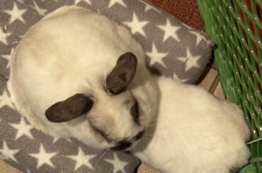 Why does my female rabbit insist on putting her head underneath my male rabbit?