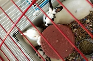 What's thumper praying for?