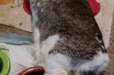 Prepping for his pedicure perhaps? I should clip his nails today I guess, lol.