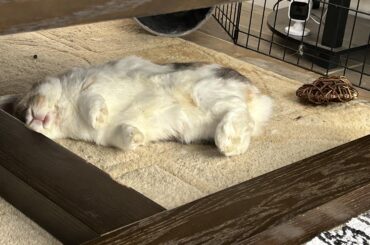 Plans for the long weekend 😴