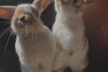 Pictures of my girls; Sticks, Sputtle, and Skunk standing up.