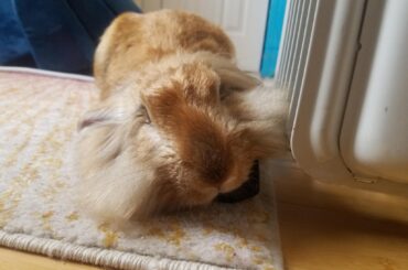 Update on Babar's space heater infatuation: Summer Love