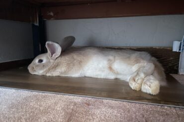 Loaf of bunny boy. This was a few summers ago. Little guy was hot