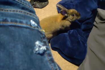 the bastard chewed a hole through the back of my jeans :/