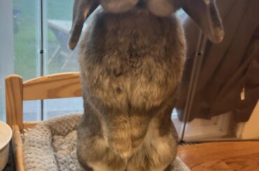 Standing on the bed is encouraged around here