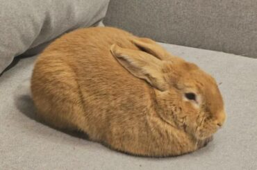 Freshly baked loaf 🥖🍞🫓