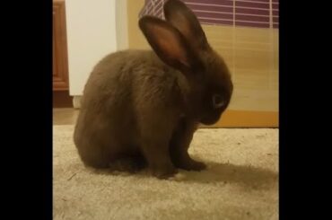 Baby Bunny Farts so Loud He Scares Himself