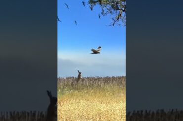 cute rabbit tried his best to catch the birds|| #shorts #facts #animal