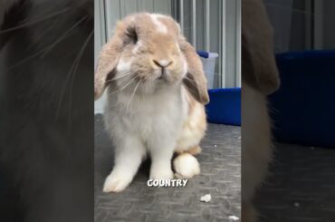 cute bunny  #shorts #bunny #animals #viral