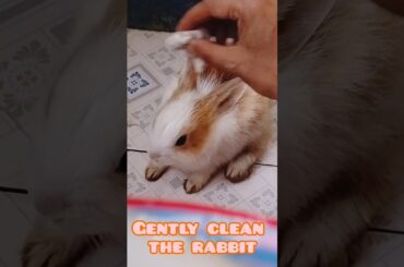 How to Clean Your Pet Rabbit: A Step-by-Step Guide for a Happy and Healthy Bunny!