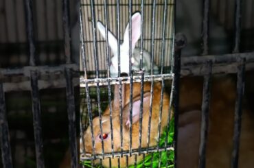 cute bunny rabbit #cute #bunny #rabbit #animal #animalshorts #pets #petsmarket #viral #shorts #baby