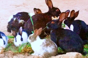 Fight Between Rabbit And a Rooster|Cute Baby Rabbits Playing,Feeding Activities|Village animal life