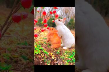 cute #rabbit #shorts #trending