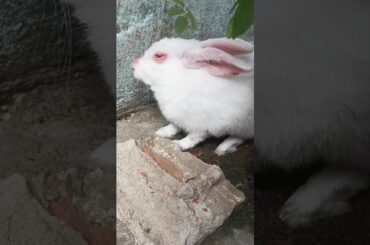 Baby Rabbit | #shorts #youtubeshorts #rabbit #bunny #pets #viral