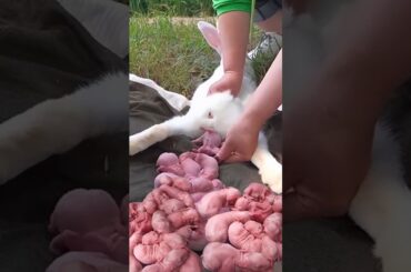 Rabbit Growth  - Baby BUNNY 1 To 16 Days