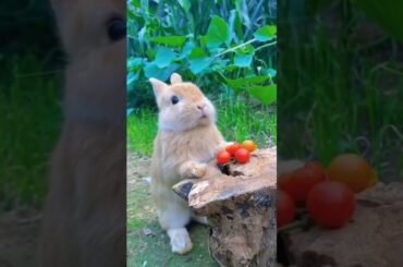 #cute #rabbit