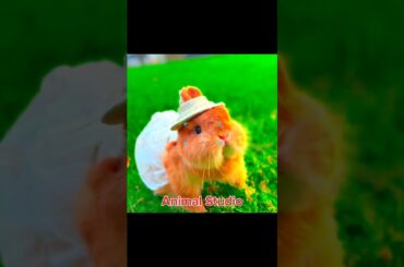 cute #rabbit #shorts #trending