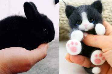 Cute Baby Animals Videos Compilation | Funny and Cute Moment of the Animals #12