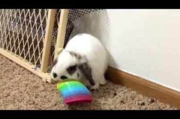 Cute Baby Bunny playing with Slinky!