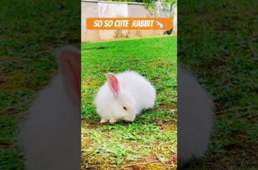 So So Cute Rabbit #viral #shortsvideo #youtubeshorts