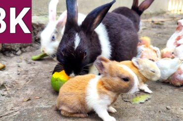 Cute Friendship Rabbit and Pigeon | Small Baby Rabbit 8k