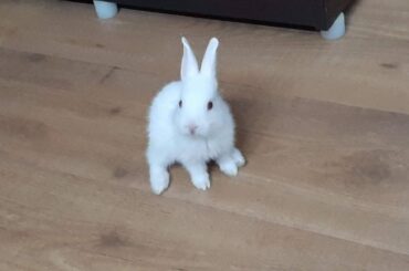 Khargosh Guplu ka Cute Video || Pet Lover Video || Cute bunny Guplu  #shorts