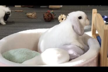 My Baby Bunny Is Ready For Breakfast