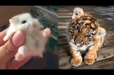AWW Animals SOO Cute! Cute baby animals Videos Compilation cute moment of the animals #2