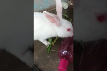 Cute Rabbit | #shorts #youtubeshorts #rabbite #bunny #pets #viral
