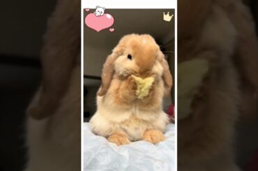 Cute Rabbit #cute #viral #viralshorts #rabbit #puppy #pets #bunny #animals #pets #viral