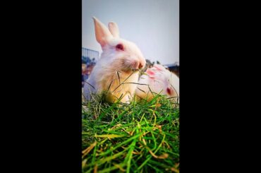 It's healthy for me / Bunny eating grass / Day 38 / Baby Bunny Growth / Tom's Baby Bunny / Cute love