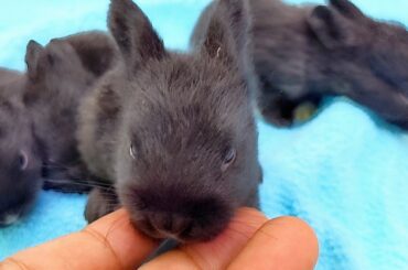 Cute rabbit - Baby Bunnies Grow Up [ 1 To 21 Days ]