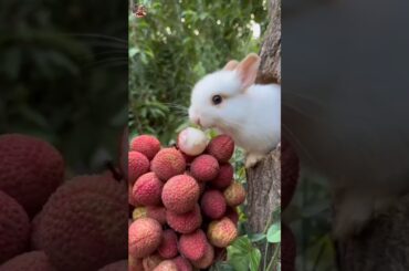 So cute rabbit trending viral video #shorts #ytshort #youtubeshorts #rabbit