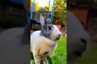Cute Rabbit As Pet #shorts #short #animal #rabbit #bunny #animals #pet #pets #cute #baby #rabbits