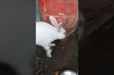 Cute Bunny | #shorts #youtubeshorts #rabbit #bunny #pets #viral