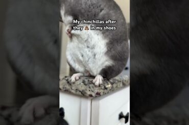 #shorts #trending #chinchilla #pets #PetLife
