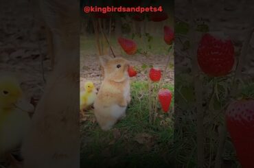 Bunny eating Strawberry#rabbit#bunny#rabbitbunny