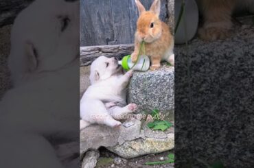 Cute puppy and fluffy bunny #viral #puppy #rabbit #shorts