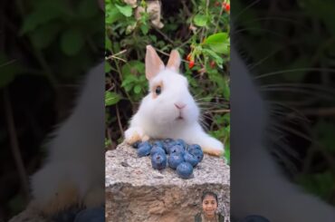 #cute #rabbit #bunny #animals #pets #trend #fruit #video #shorts
