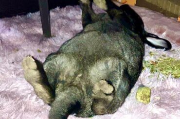 This does not look comfortable to me… however