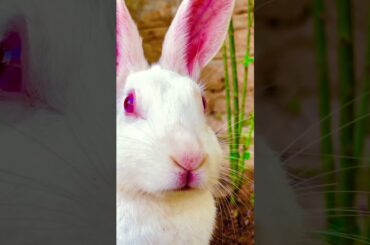 Baby shark vs Pedro | Rabbit compilation #beatbox #music #remix #challenge #shortsfeed #viral