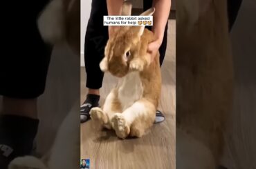 a family adopt a very cute rabbit and .... #shorts #animals #cute