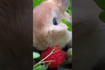rabbit #rabbit #cute #animals #animal #pets #bunny #funny #rabbits #cutebunny #beauty #eating #pet