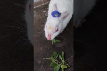 Cute Baby | #shorts #youtubeshorts #rabbit #bunny #pets #viral