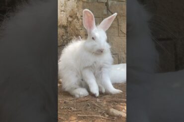 Cute Rabbit eating #viral #shortsfeed #rabbitrabbit #cute