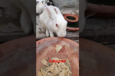 cute rabbit #viralvideo #animals #shortvideo #bunny