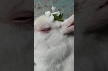 Cute Rabbit Sleeping | #shorts #youtubeshorts #rabbit #bunny #pets #viral