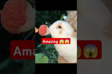 so so cute Rabbit's eating #cute #millionviews #trend #trendingshorts #fyp#amzing#eating