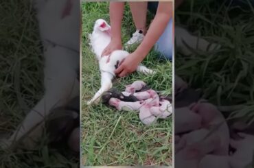 cute baby rabbit giving birth #animals #viral #cute #rabbit #shorts